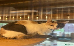 British Shorthair cats for sale: Various adult British Shorthairs  - Image 2