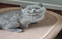 British Shorthair cats for sale: British Shorthairs.  - Image 4