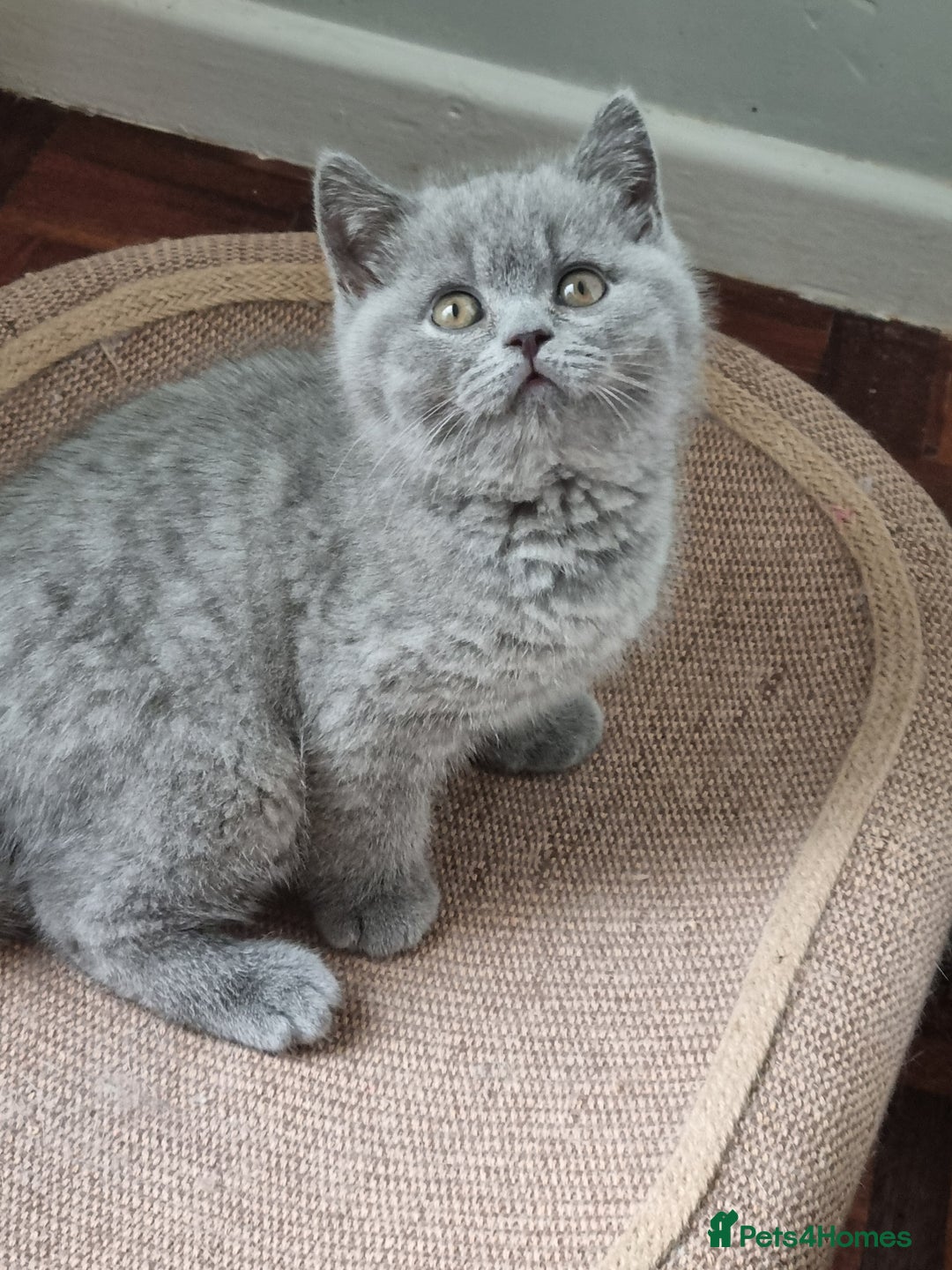 British Shorthair cats for sale: British Shorthairs.  - Image 4
