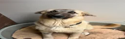 Mixed Breed dogs for adoption: Hermes 🐾  - Advert 1