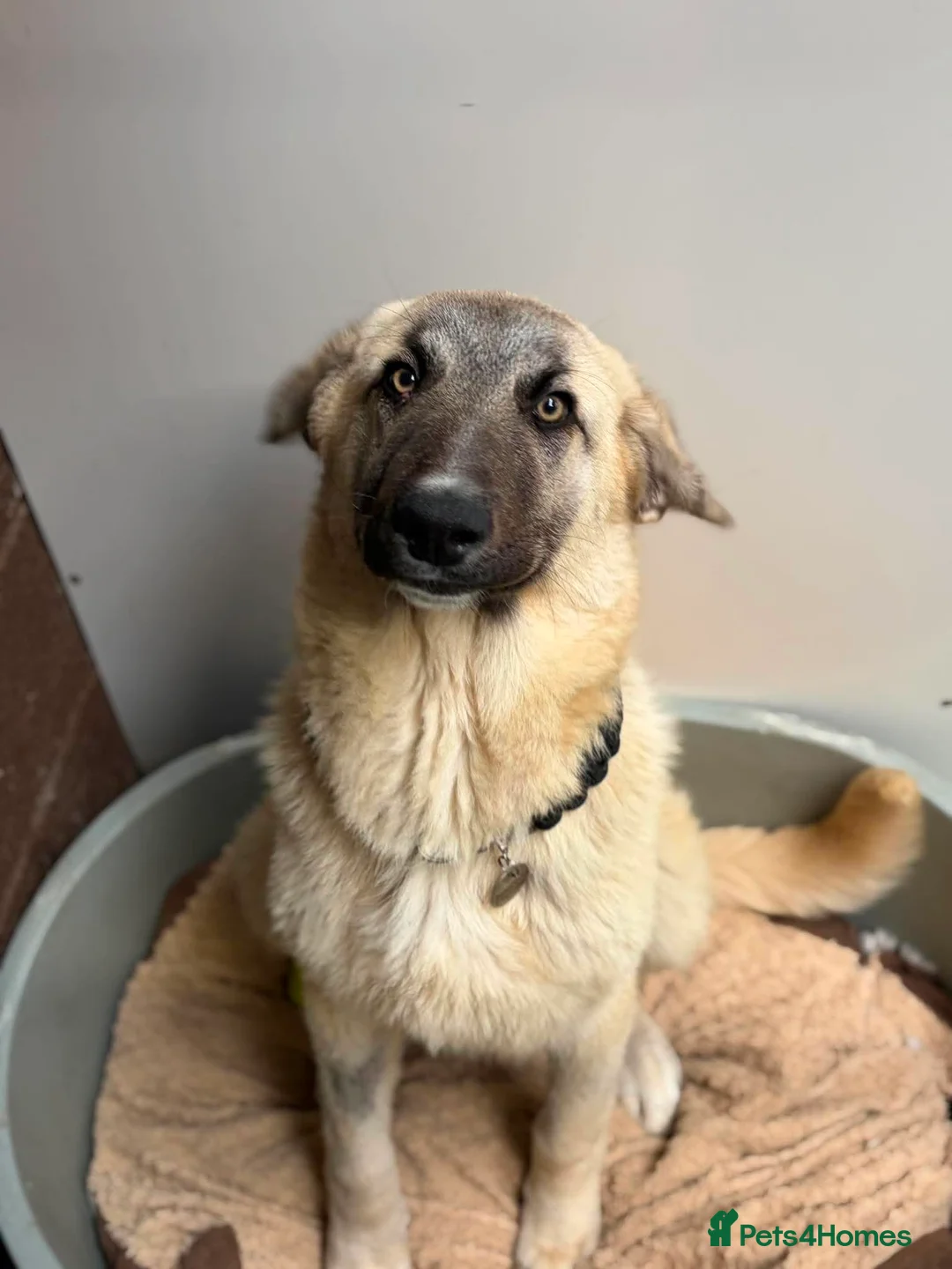 Mixed Breed dogs for adoption: Hermes 🐾  - Advert 1