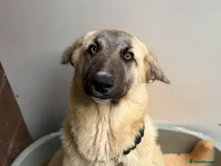 Mixed Breed dogs Hermes 🐾 - Advert 2