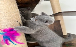 British Shorthair cats for sale: British short hair boy - Image 10