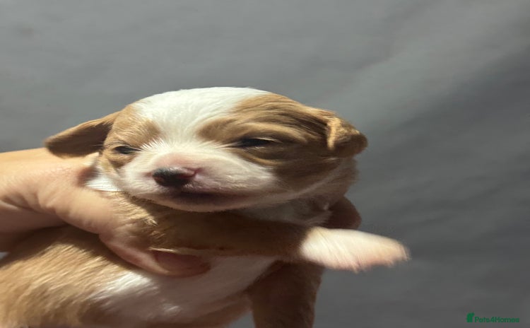 Chipoo dogs - Advert 1