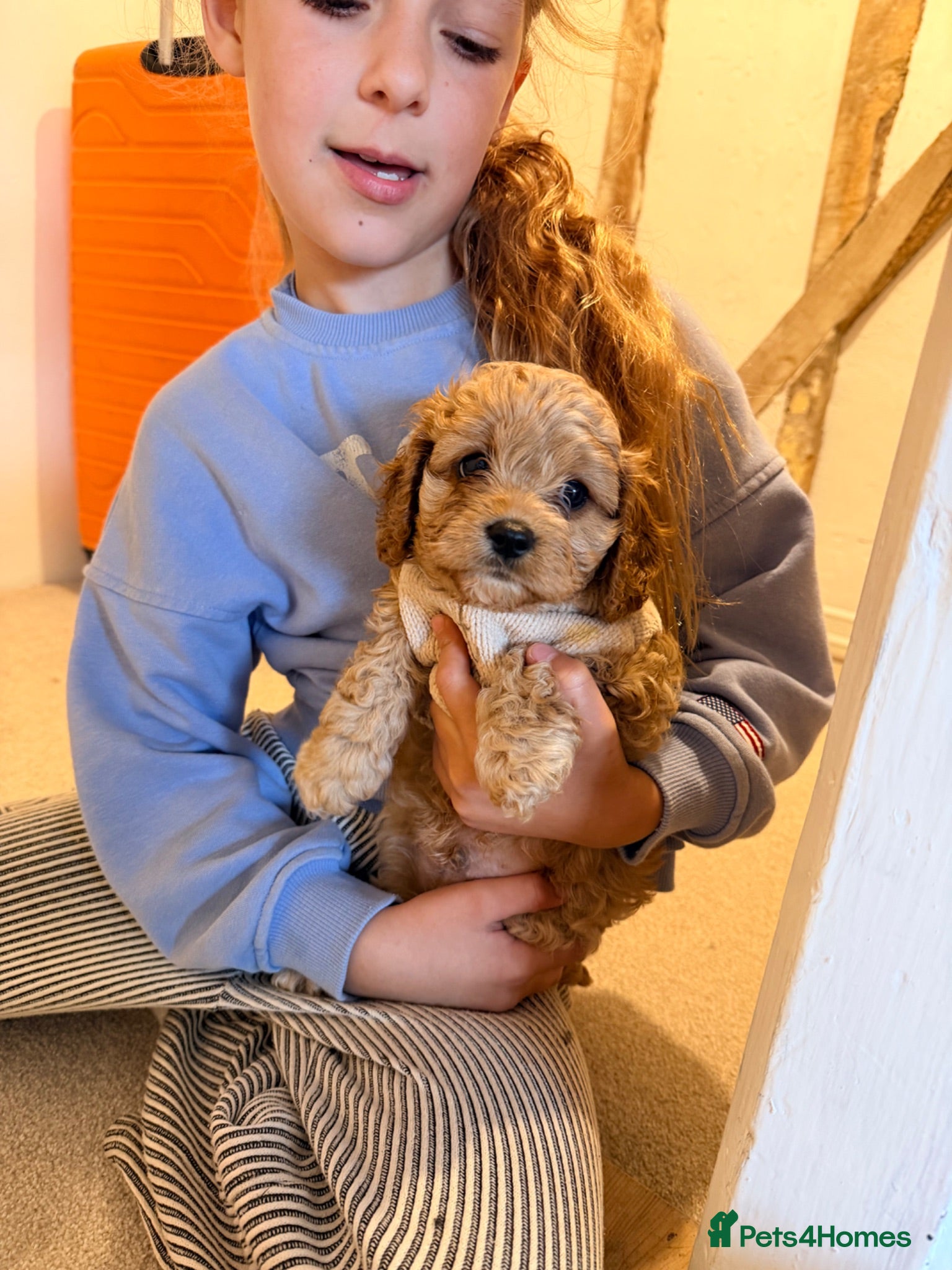 Cavapoo dogs 🐶 FAMILY CAVAPOO PUPPIES 🐶 - Advert 1