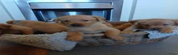 Labrador Retriever dogs for sale: Fox red labrador puppies  - Advert 5