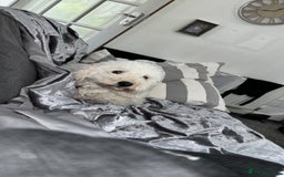 Mixed Breed dogs for sale: Rehoming Cavapoochon - Image 6