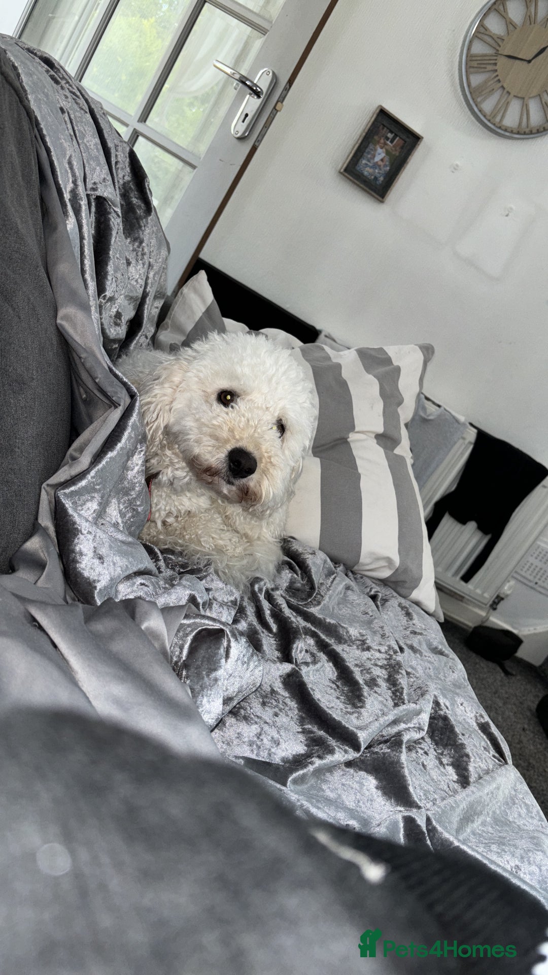 Mixed Breed dogs for sale: Rehoming Cavapoochon - Image 6