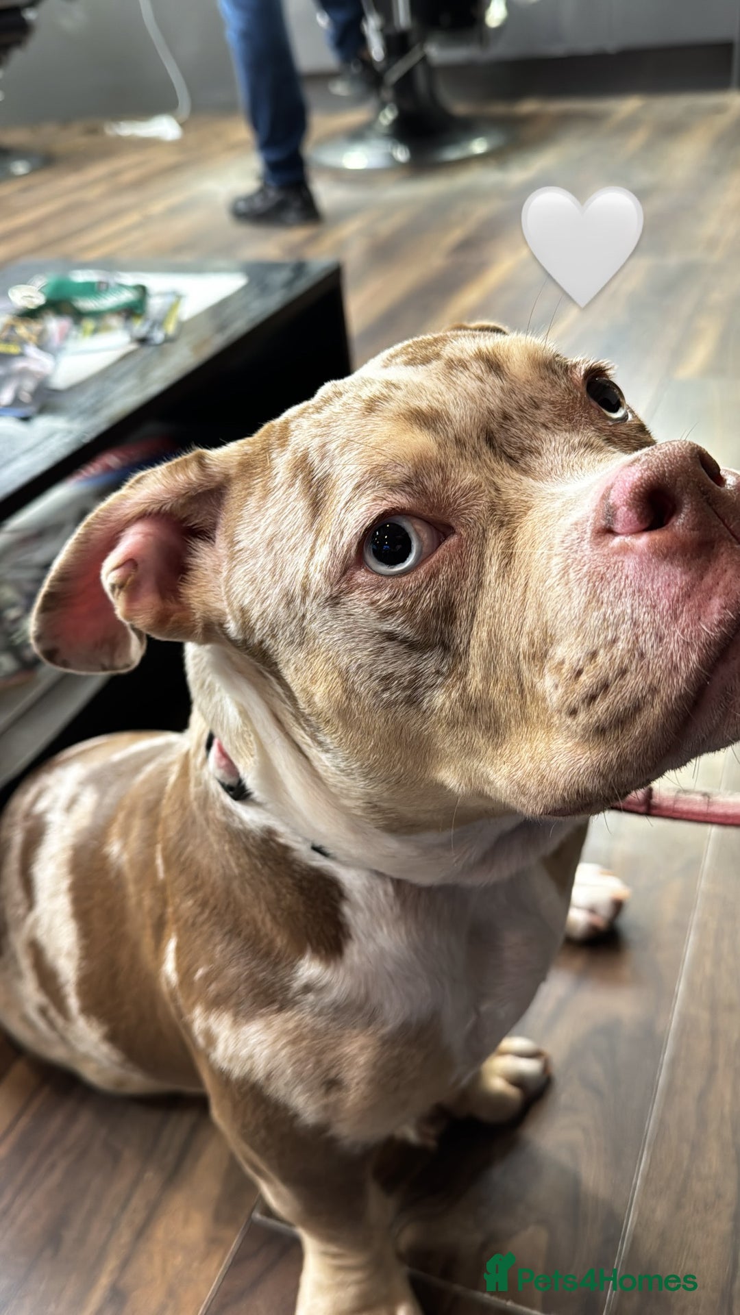 American Bully dogs for stud: Micro Bully to Breed - Image 1