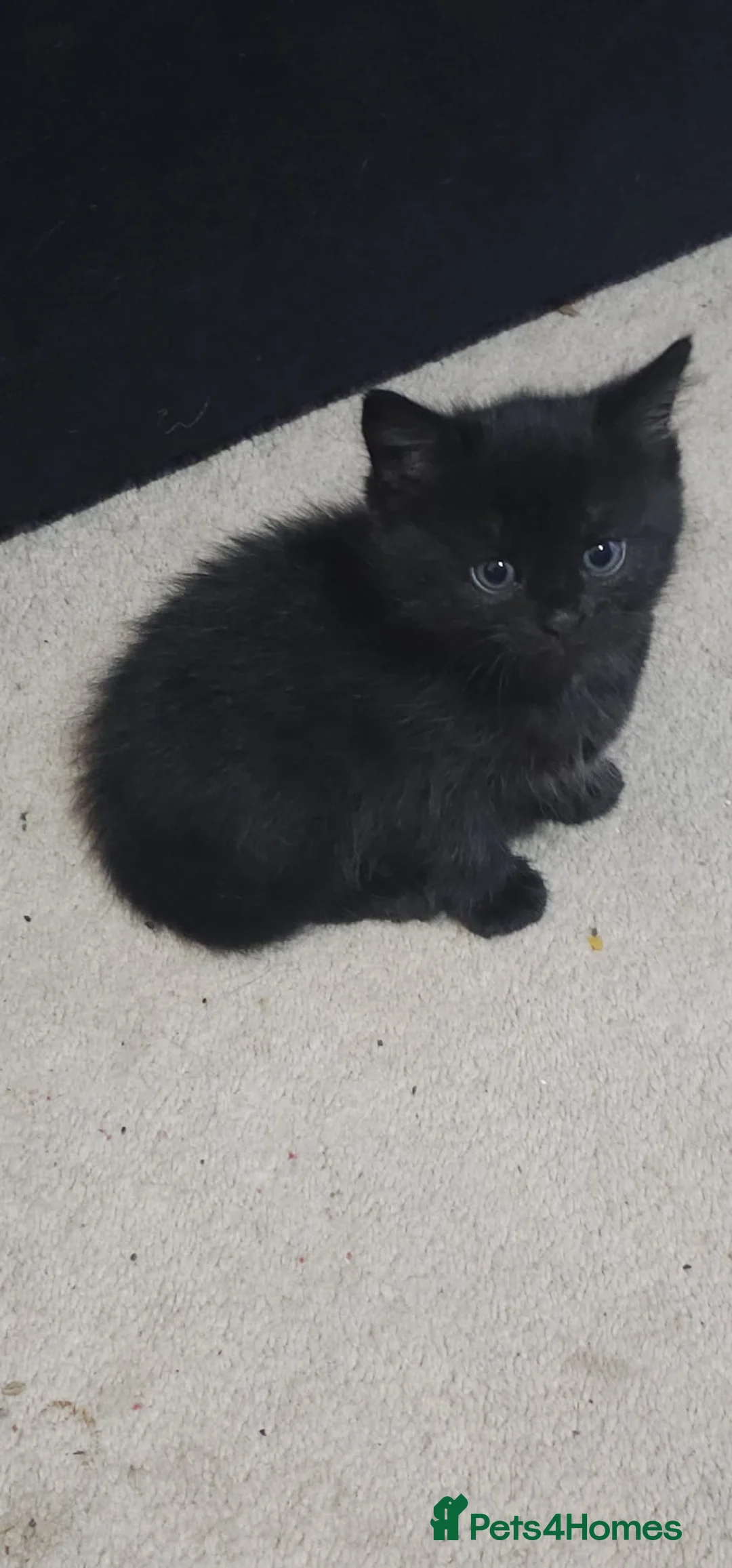 Mixed Breed cats for sale: Beautiful Kittens looking for forever homes  - Advert 6