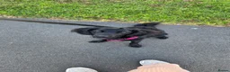 Mixed Breed dogs for sale: Willow 🖤  - Advert 4