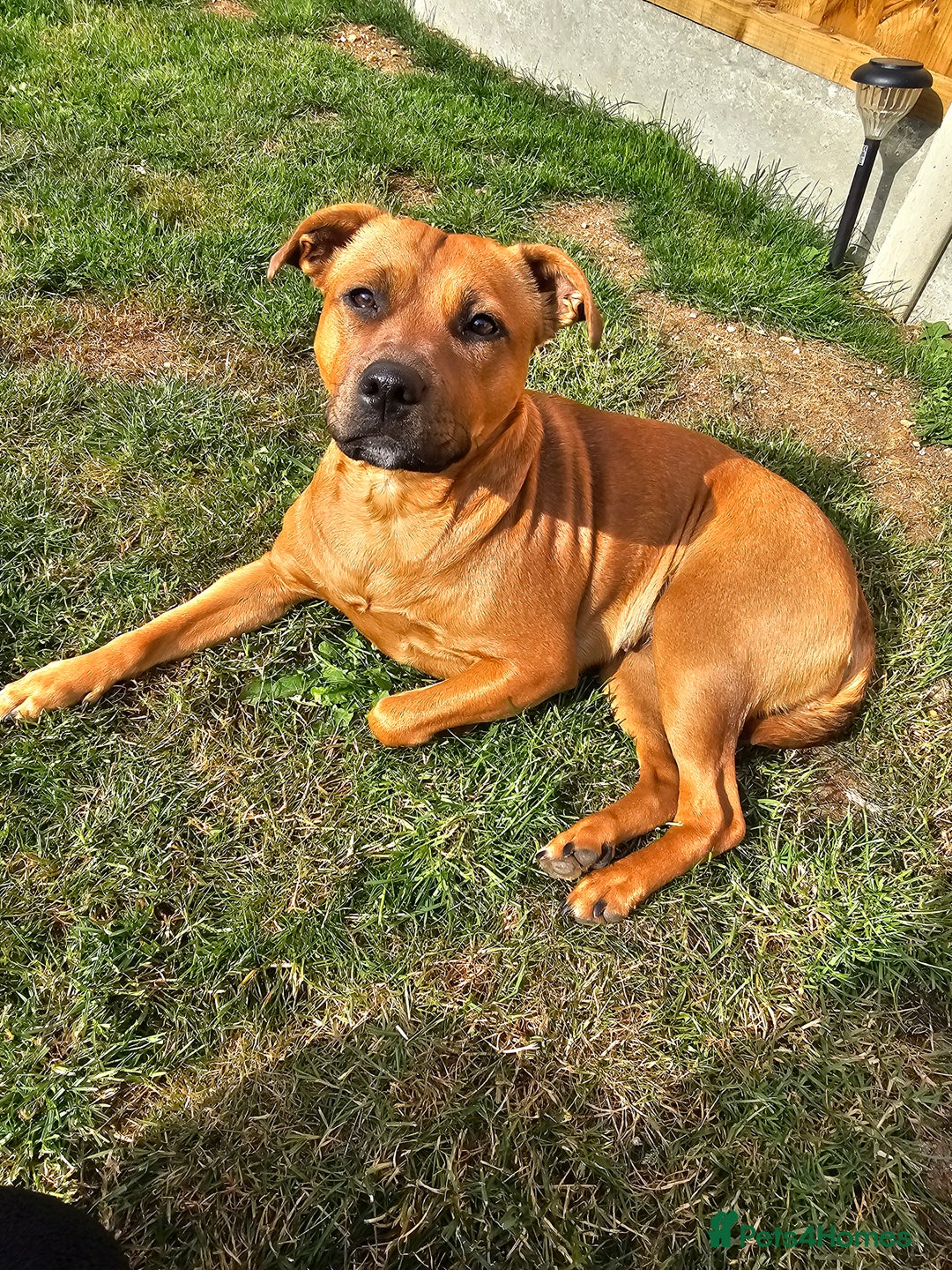 Mixed Breed dogs for sale: Bonnie - Image 3