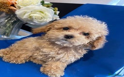 Maltipoo dogs for sale: maltipoo puppies  - Image 6