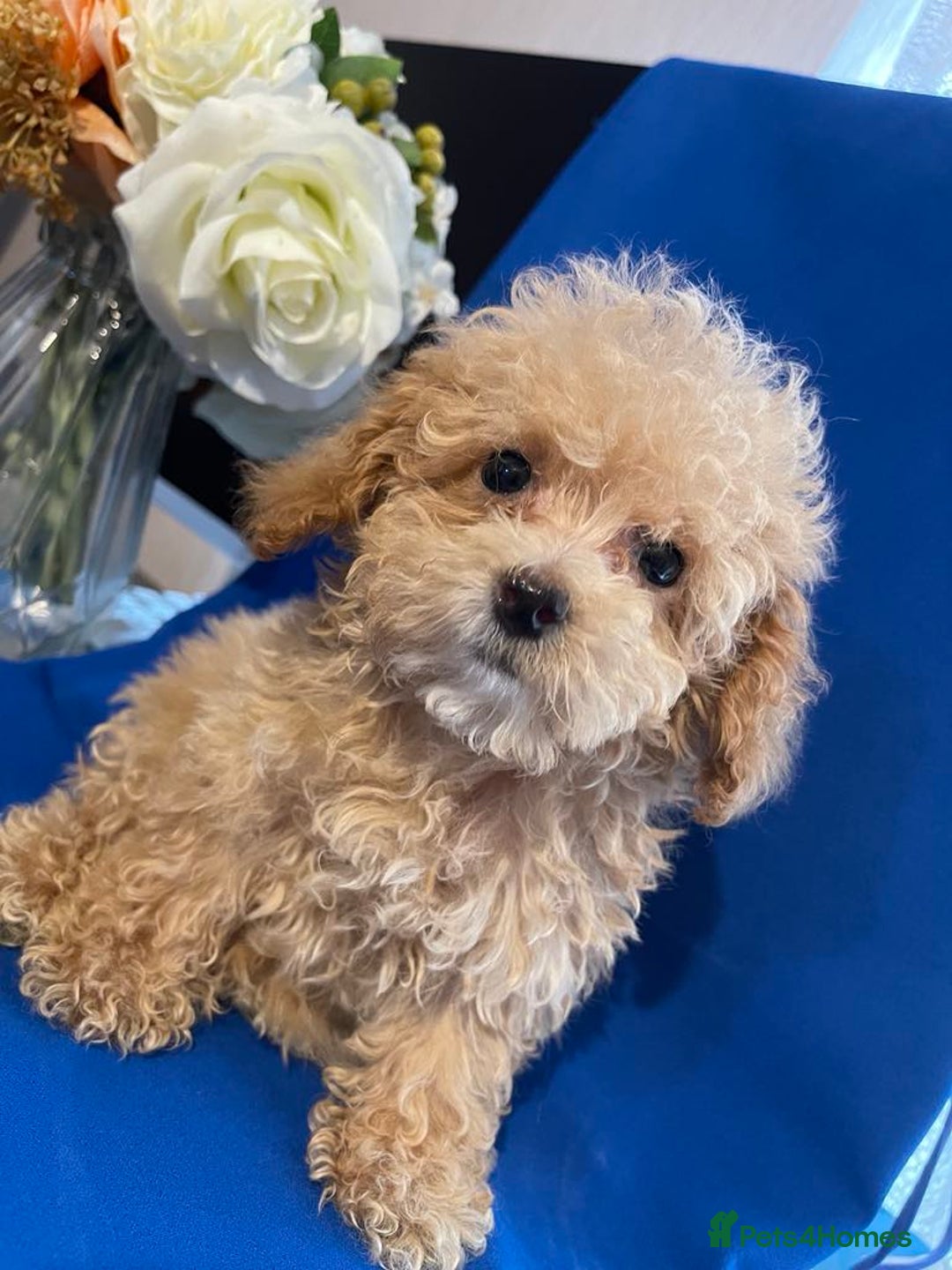 Maltipoo dogs for sale: maltipoo puppies  - Image 6