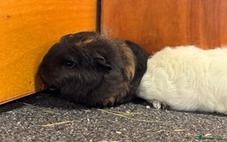 Guinea Pig rodents for sale: Pure Bred Swiss Guinea Pig Boars - Image 6