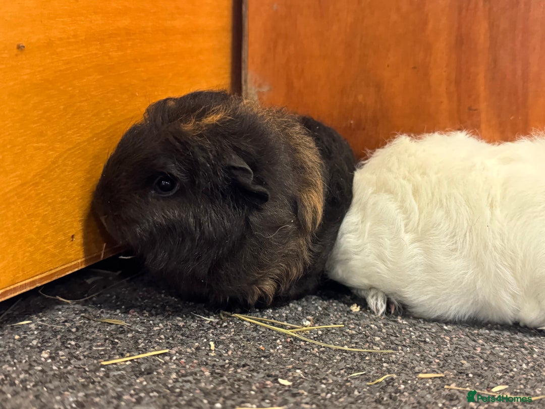 Guinea Pig rodents for sale: Pure Bred Swiss Guinea Pig Boars - Image 6