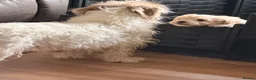 Mixed Breed dogs for sale: Sporting Lucas terrier cross toy poodle - Advert 14
