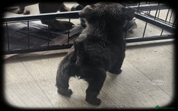 French Bulldog dogs for sale: Beautiful French Bulldogs  - Image 12