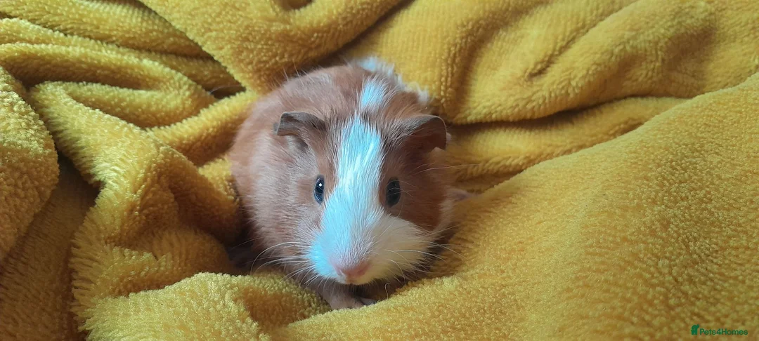 Guinea Pig rodents for sale: Guinea pigs  - Advert 2