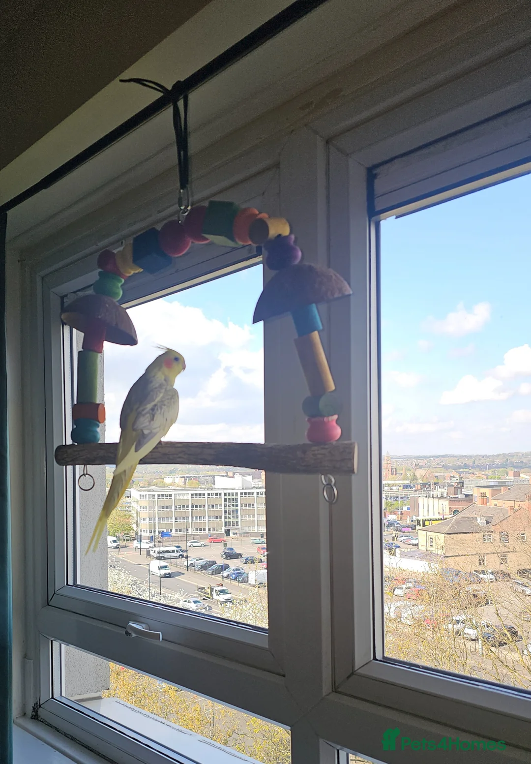 Cockatiels birds for sale: Cockatiel in Wigan - Advert 1