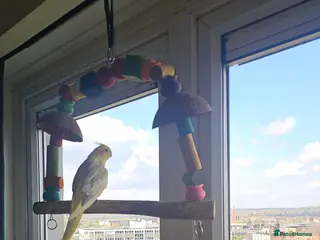 Cockatiels birds Cockatiel - Advert 2