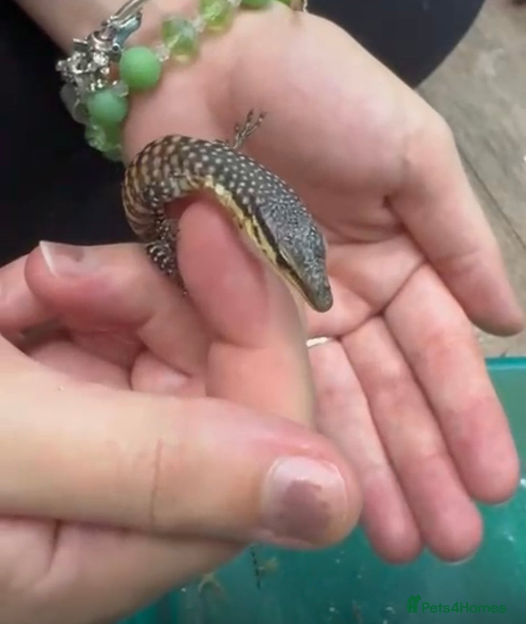 Monitor reptiles for sale: Kimberley rock monitor - Image 5