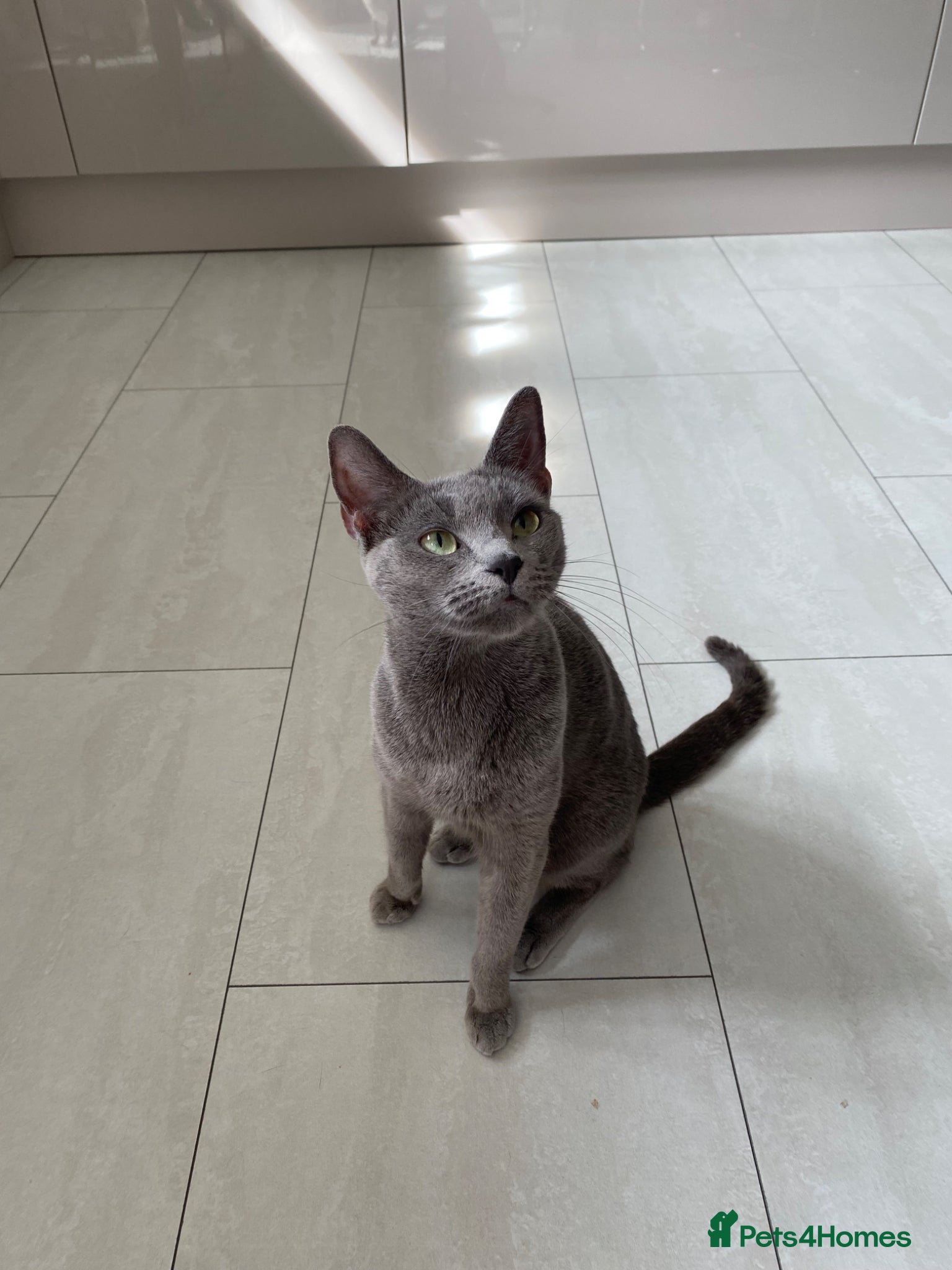 Russian Blue cats *TOP QUALITY* TICA Pedigree Russian Blue Kittens - Advert 2