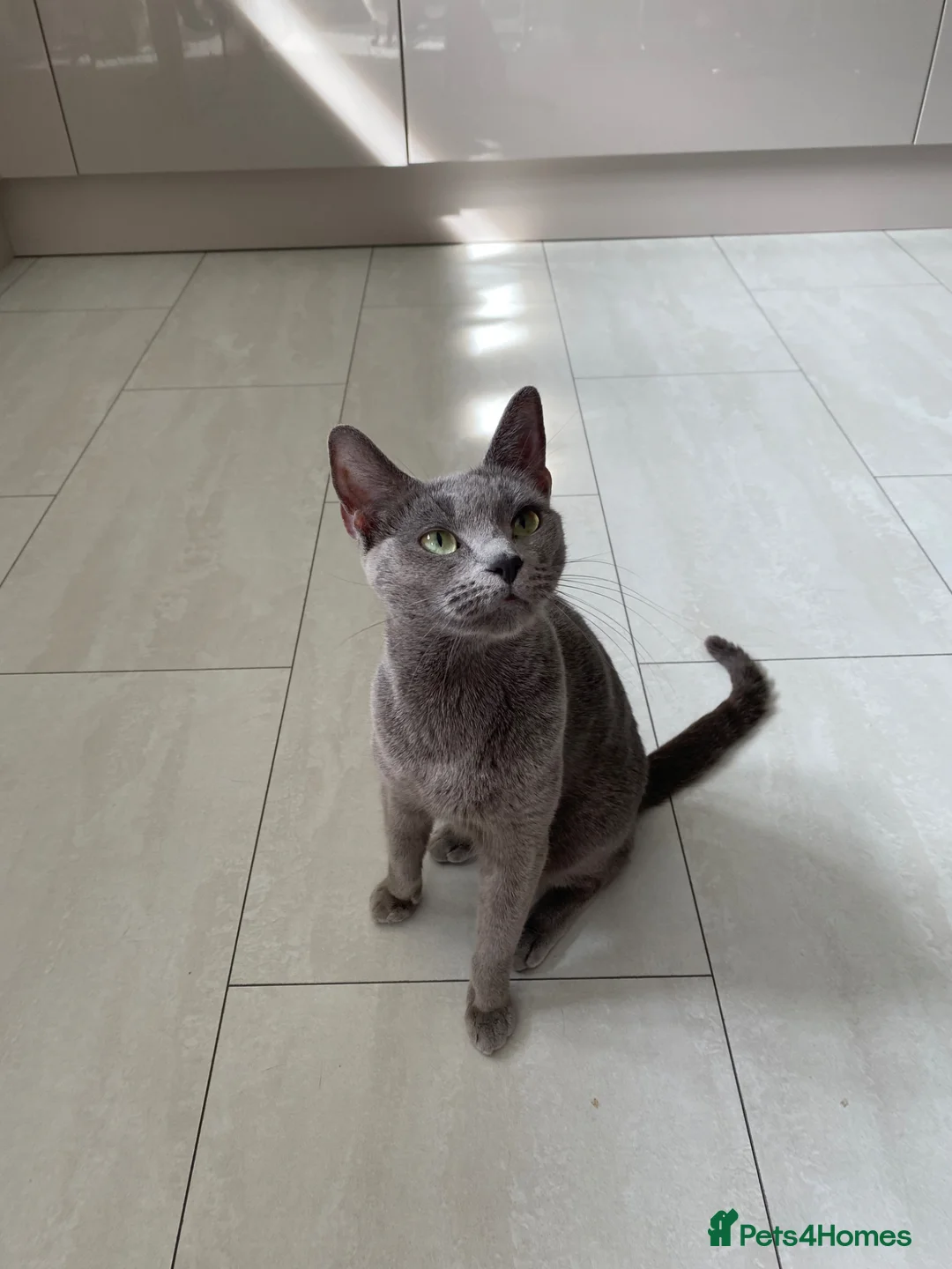 Russian Blue cats for sale: *TOP QUALITY* TICA Pedigree Russian Blue Kittens in Northampton - Advert 2