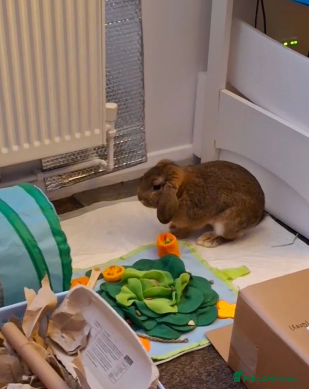 Mini Lop rabbits for sale: Mini Lop Buck Boy  - Advert 1