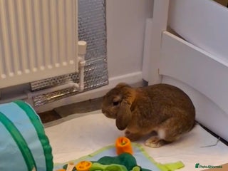 Mini Lop rabbits Mini Lop Buck Boy - Advert 19