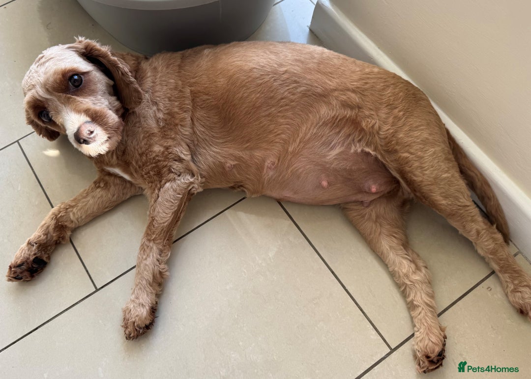 Cavapoo dogs for sale: Expecting a litter-health tested F1b Cavapoo pups - Image 27