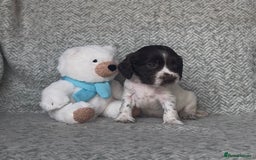 Cocker Spaniel dogs for sale: Ready Now! KC Show Type Cocker Spaniel Pups  - Image 28