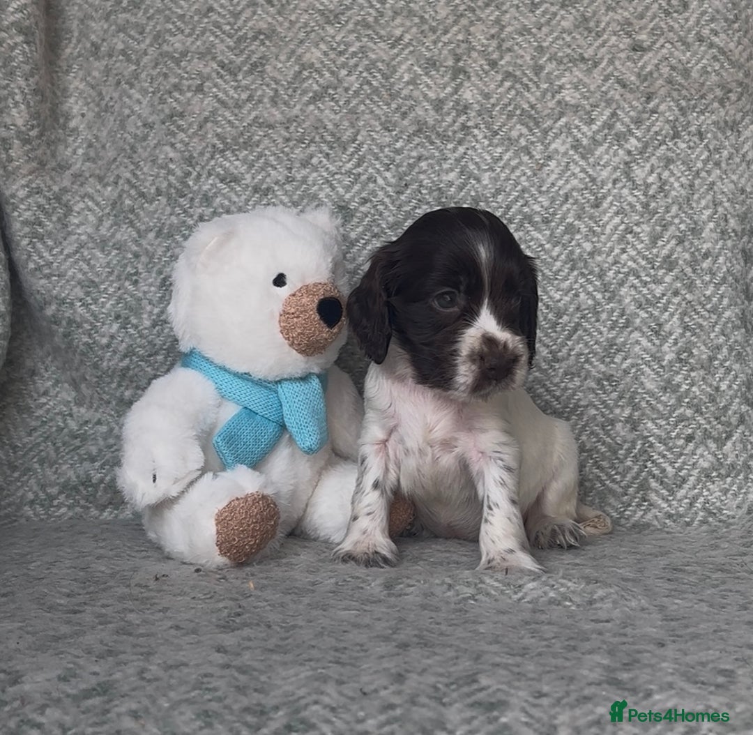 Cocker Spaniel dogs for sale: Ready Now! KC Show Type Cocker Spaniel Pups  - Image 28