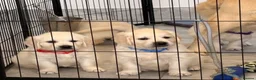 Golden Retriever dogs for sale: Kc registered fully health tested parents  - Advert 14