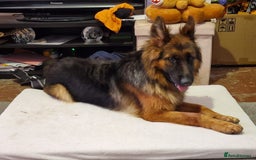 German Shepherd dogs for sale: Beautiful German shepherd called narla  - Image 3