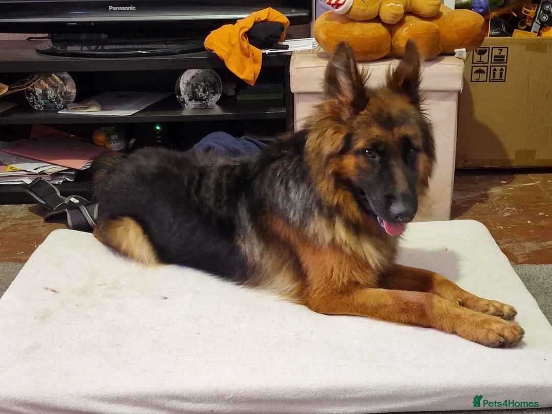 German Shepherd dogs for sale: Beautiful German shepherd called narla  - Image 3