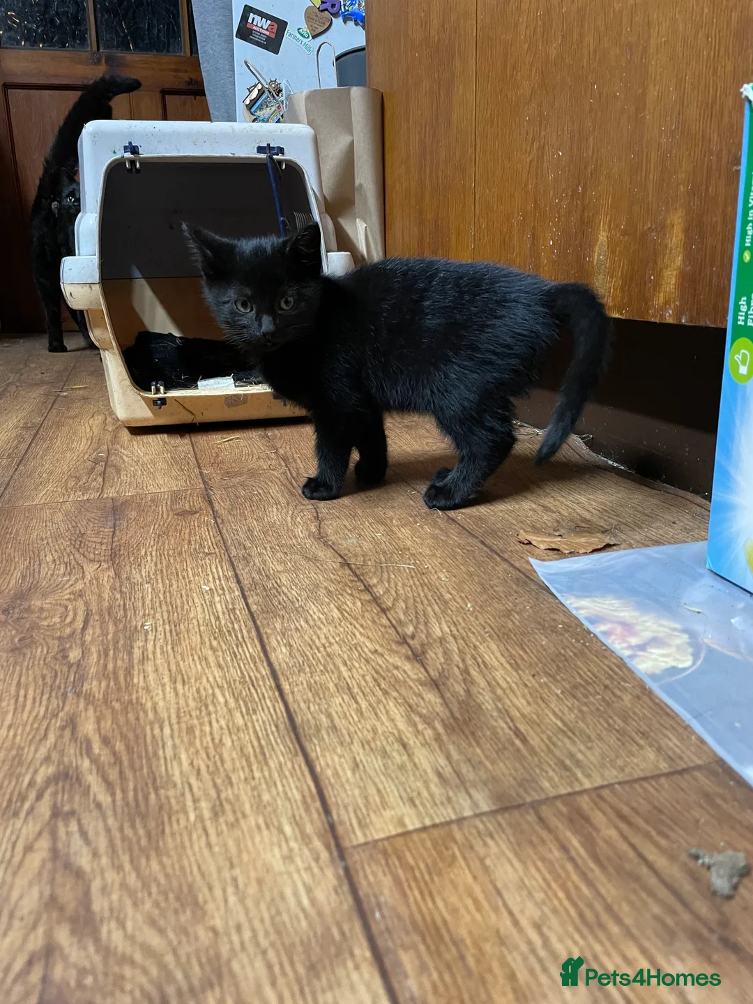 Mixed Breed cats for sale: Black kittens ready now near Bentham/ Lancaster - Advert 7