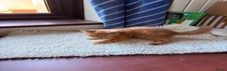 British Shorthair cats for sale: Fawn Tortie & Cinnamon Tortie sisters - Advert 23