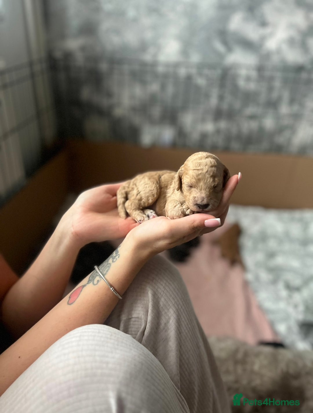 Cockapoo dogs for sale: Beautiful cockapoo puppies for sale  - Advert 10