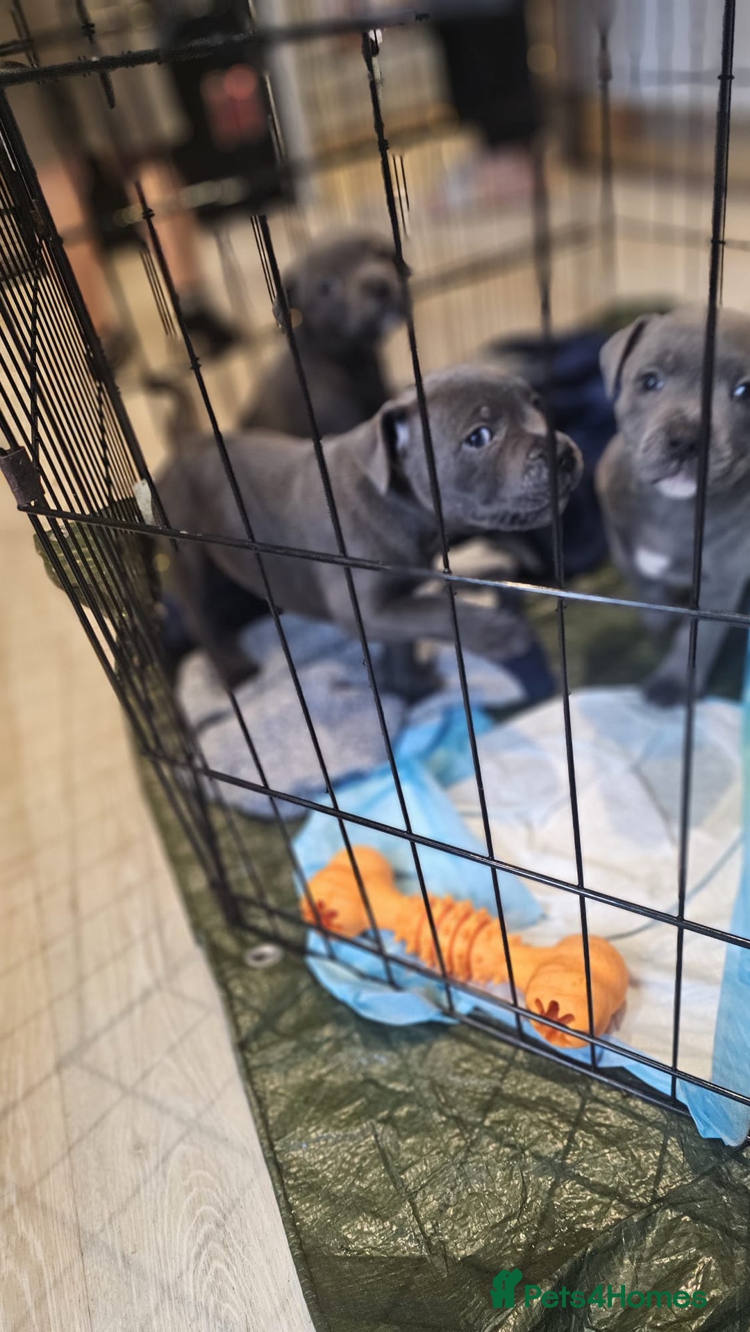 Staffordshire Bull Terrier dogs for sale: **COLLECT SAT 02/08**Blue Staffs KC Registered - Image 31
