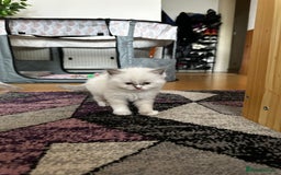 Ragdoll cats for sale: Gorgeous Litter of ragdolls ready 10/10/25 - Image 23