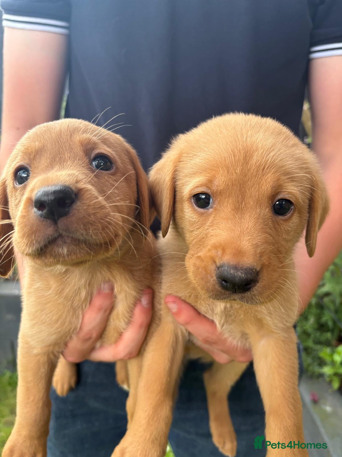 Labrador Retriever dogs Red Labrador puppies  - Advert 4
