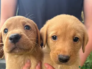 Labrador Retriever dogs Red Labrador puppies - Advert 4