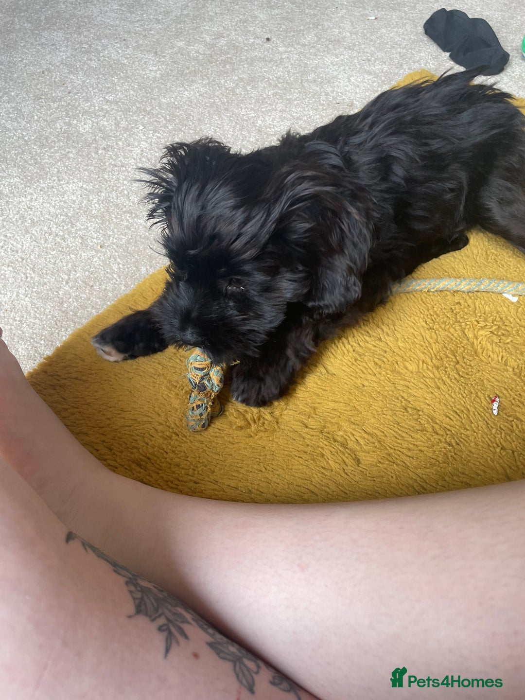 Cockapoo dogs for sale: Manny  - Image 15