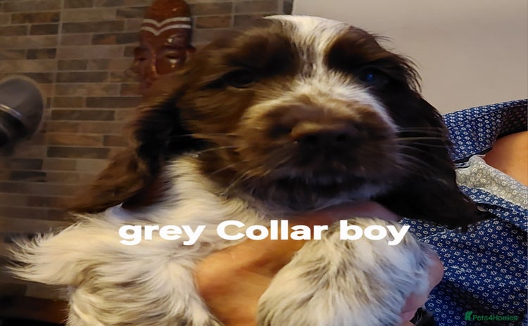 Cocker Spaniel dogs - Advert 7