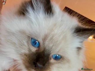 Ragdoll cats Stunning Ragdolls kittens - Advert 13