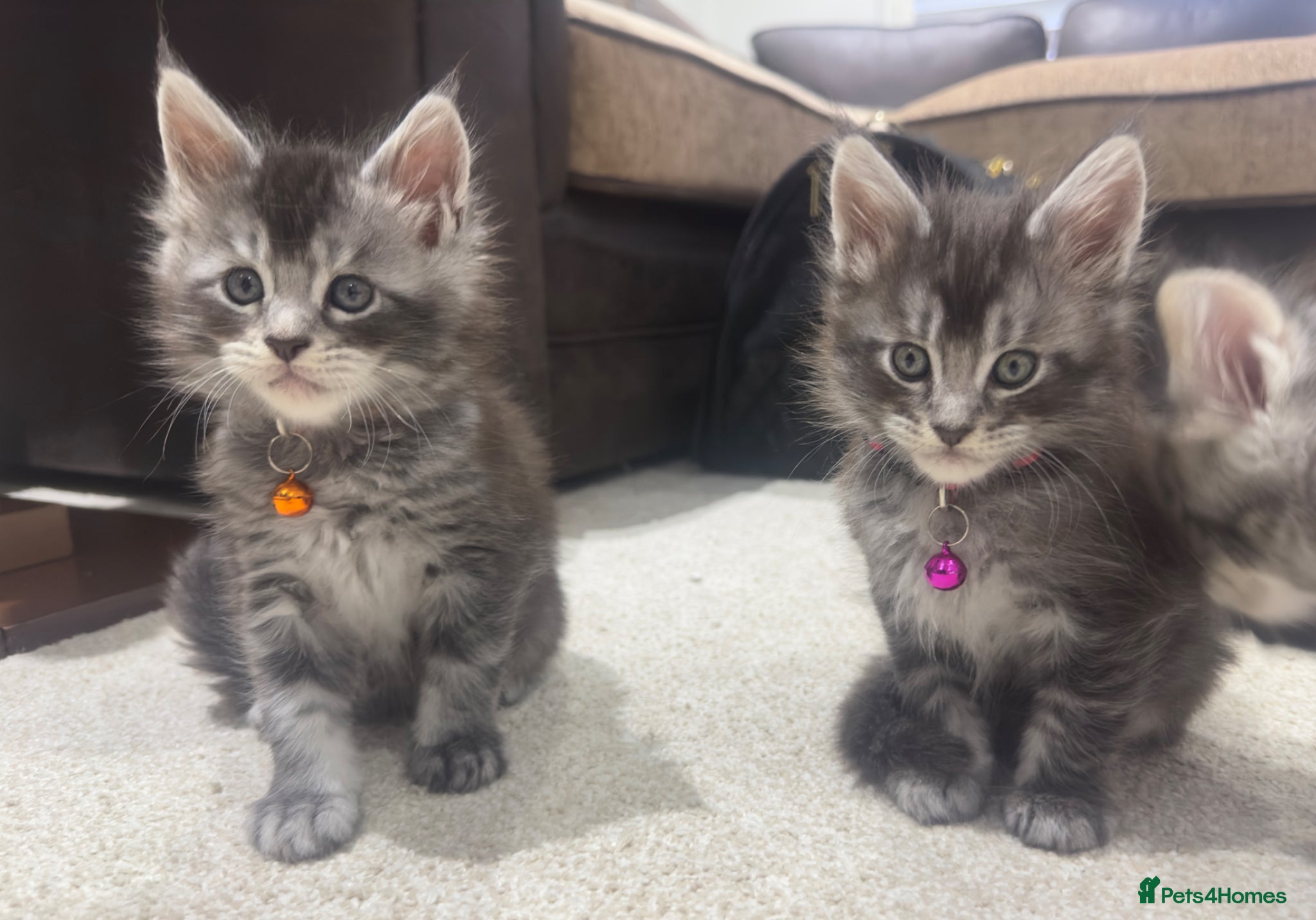 Maine Coon cats Pedagree GCCF Registered Maine Coon Kittens - Advert 1