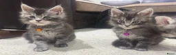 Maine Coon cats for sale: Pedagree GCCF Registered Maine Coon Kittens - Advert 1