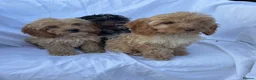 Cockapoo dogs for sale: Gorgeous cockatoo puppies - Advert 8