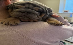 English Bulldog dogs for sale: Bettie & 007 babies short compact   - Image 5